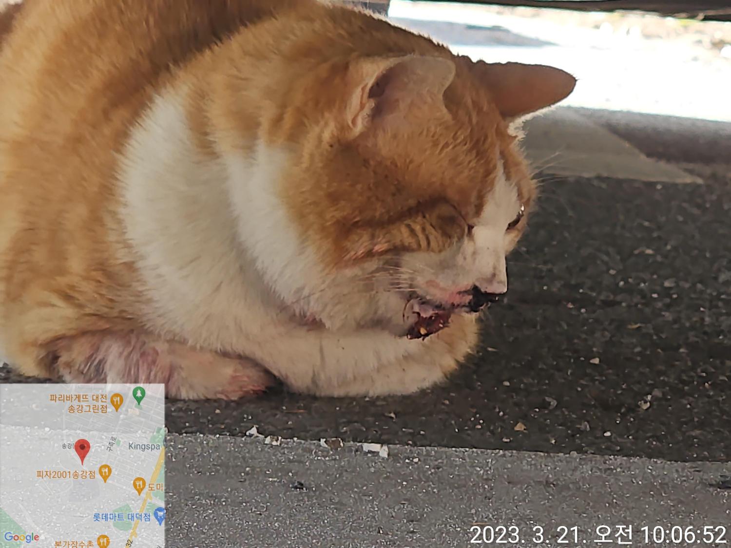 대전동물보호센터_430367202300072